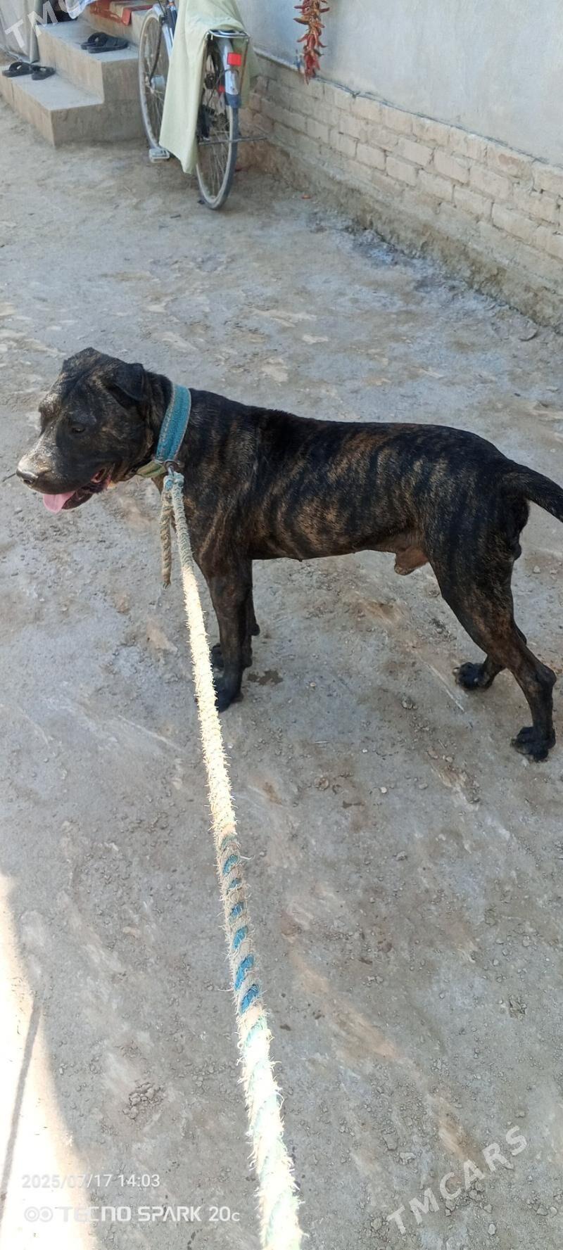 Pidbul - Gurbansoltan Eje - img 8