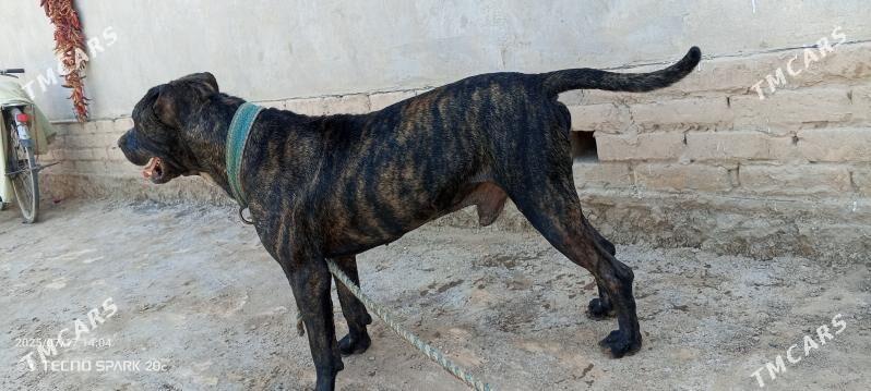 Pidbul - Gurbansoltan Eje - img 9