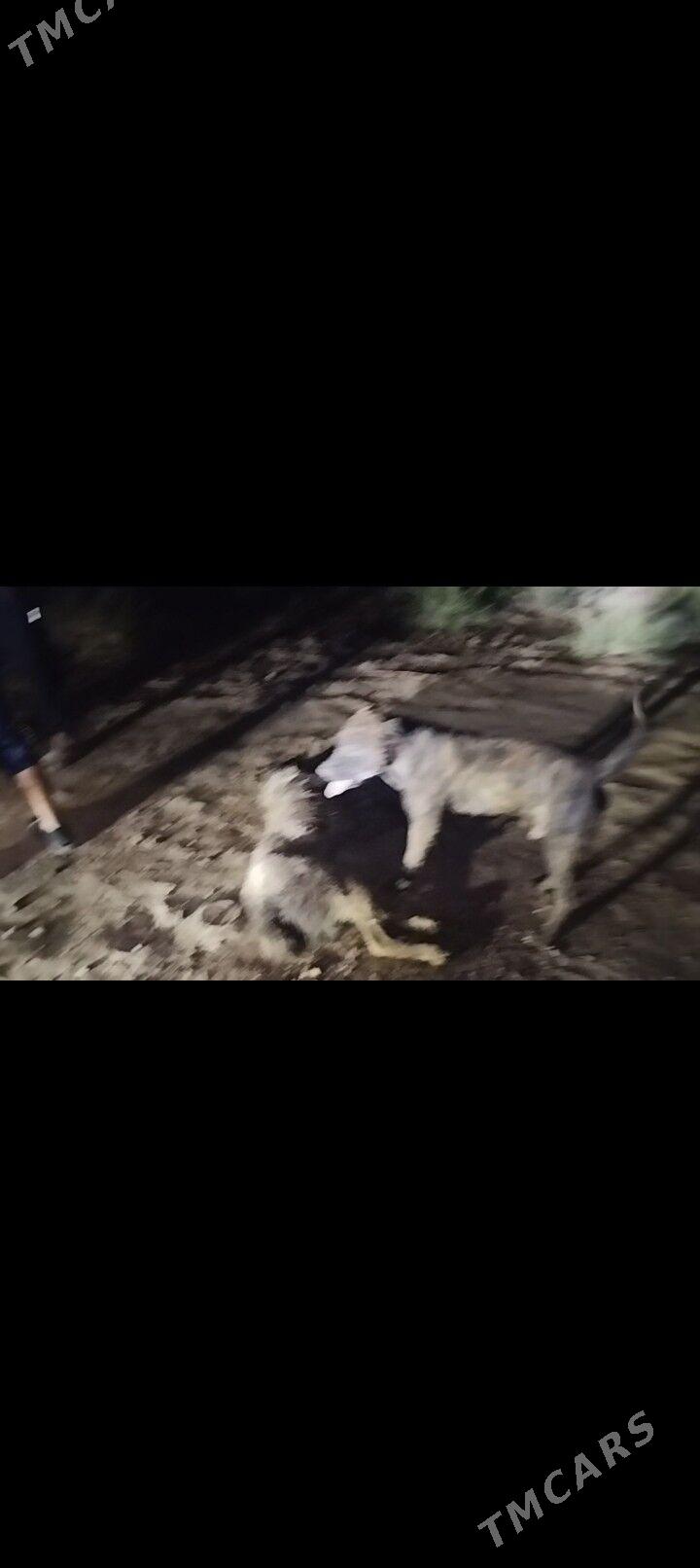 Pidbul - Gurbansoltan Eje - img 3