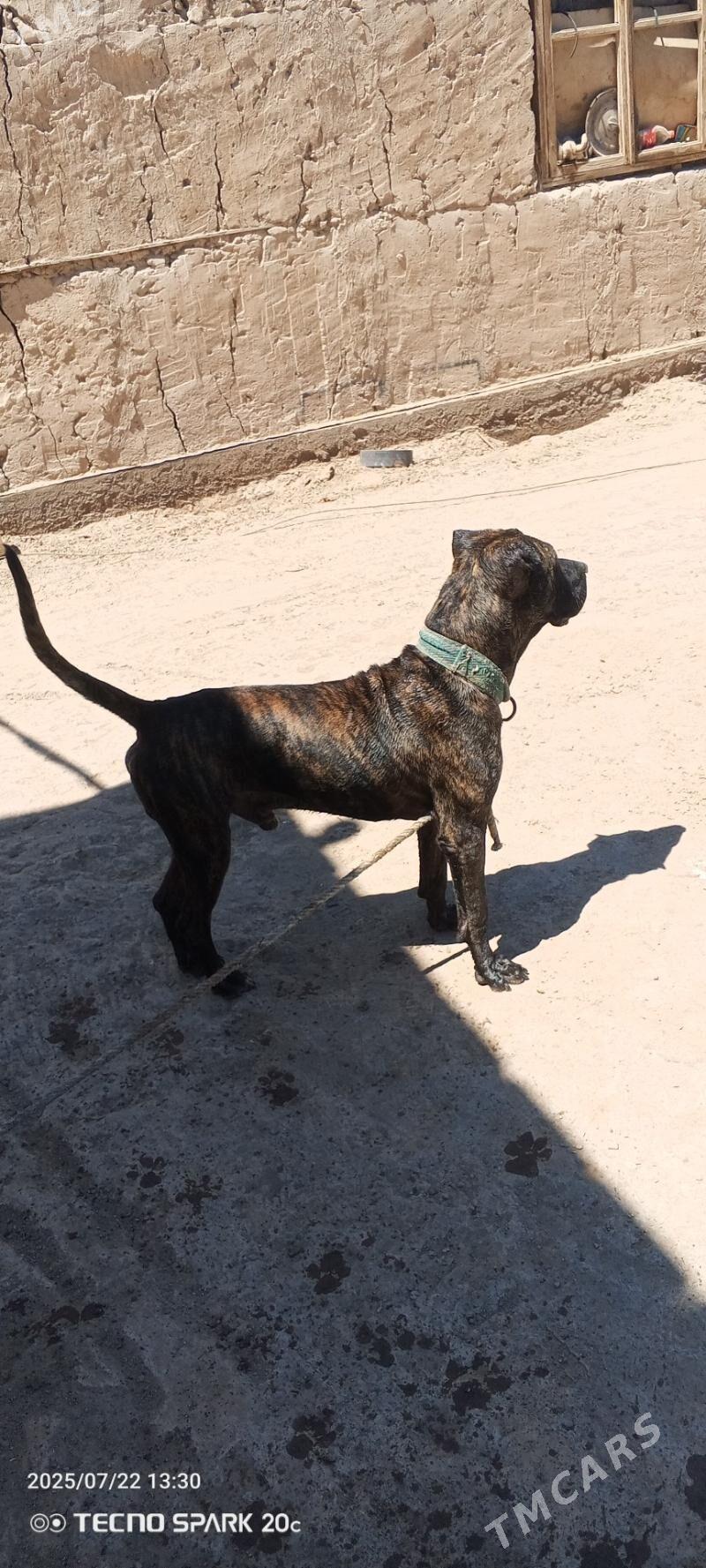 Pidbul - Gurbansoltan Eje - img 7