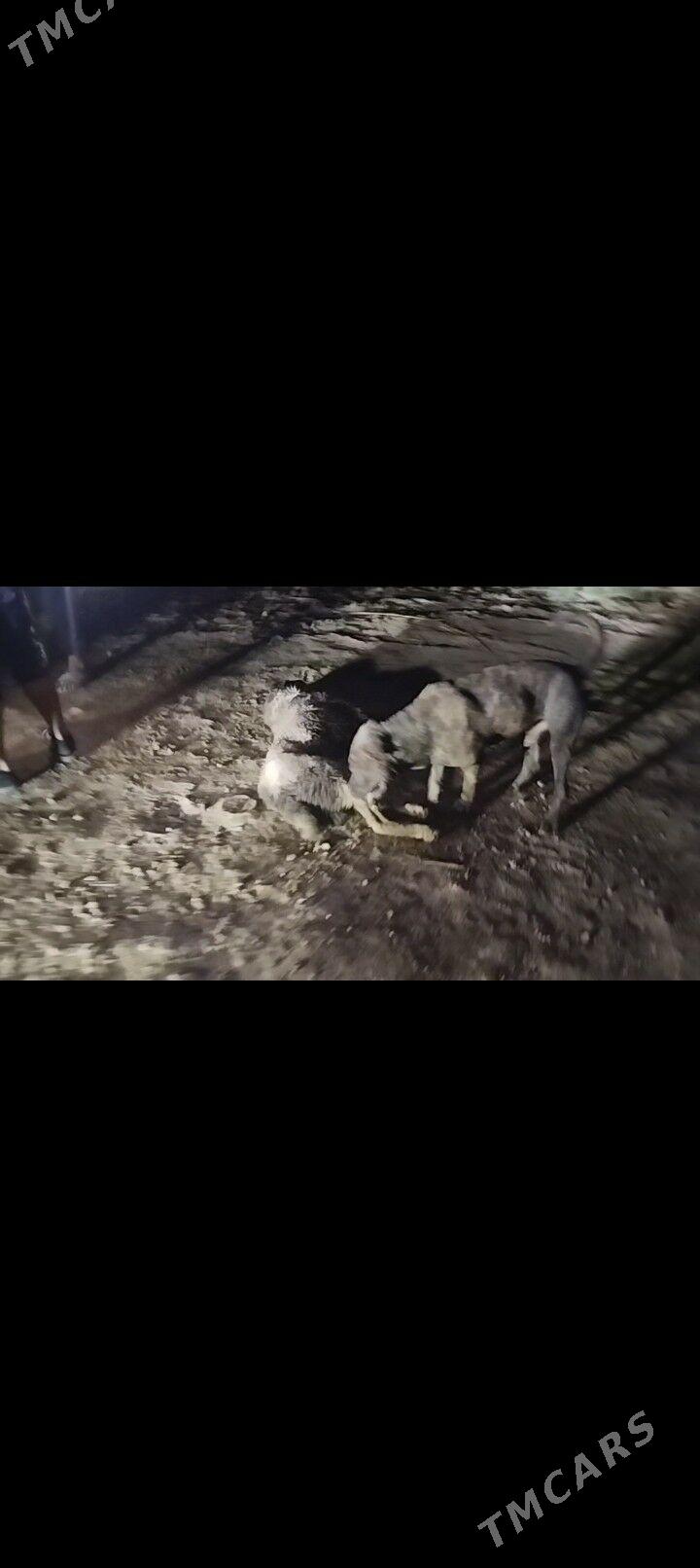 Pidbul - Gurbansoltan Eje - img 4