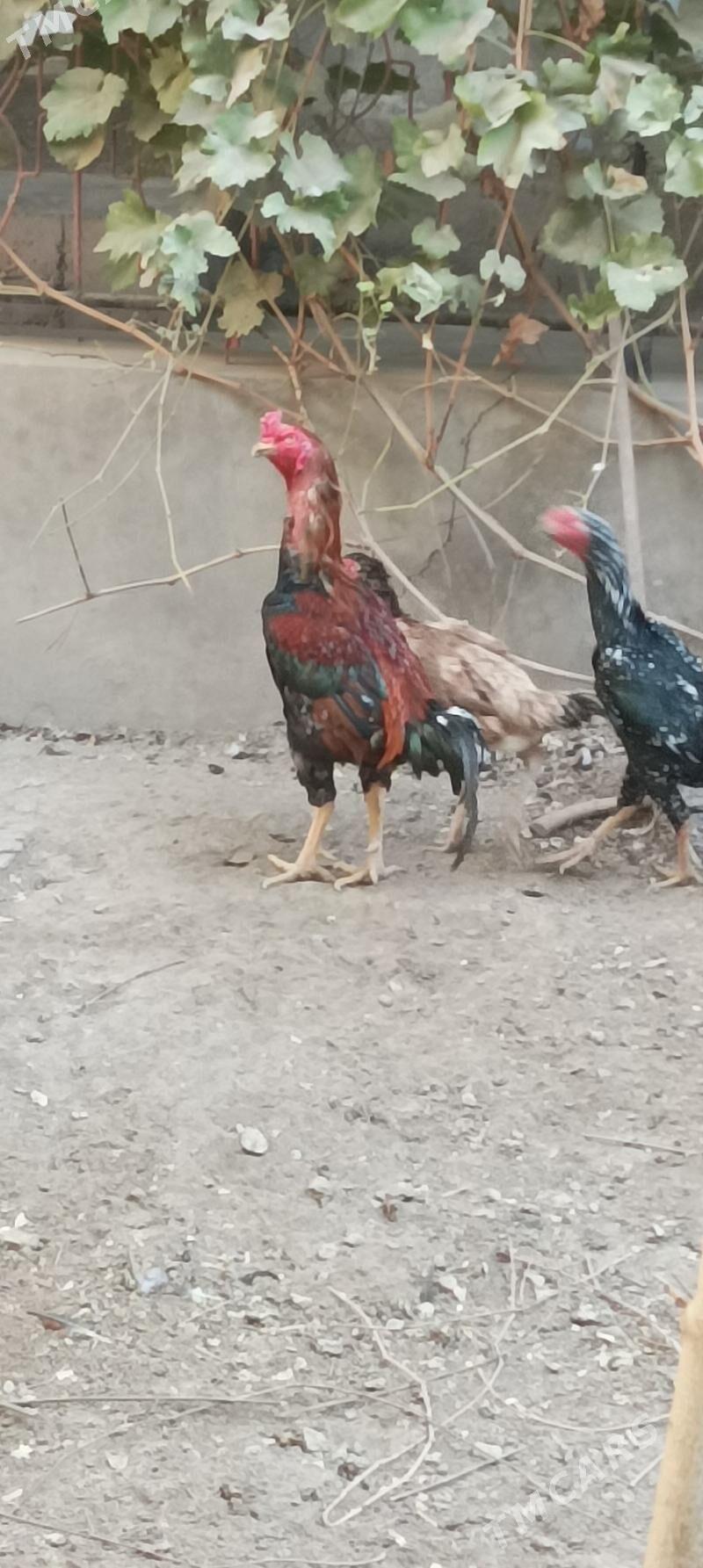 Paroda Horaz - Дашогуз - img 1