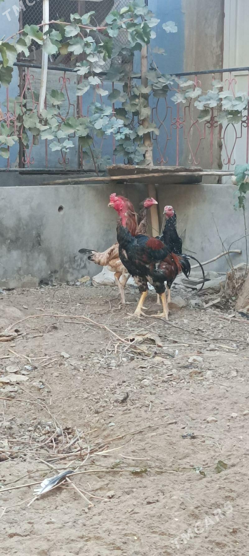 Paroda Horaz - Daşoguz - img 2