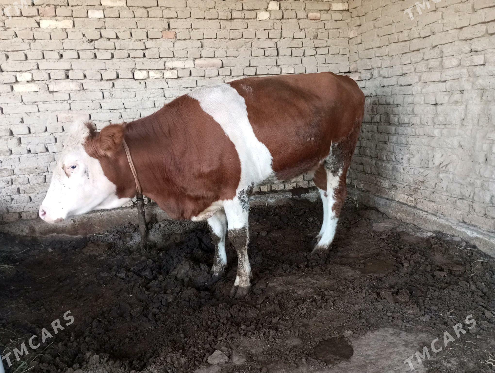 semental sygyr - Мары - img 2