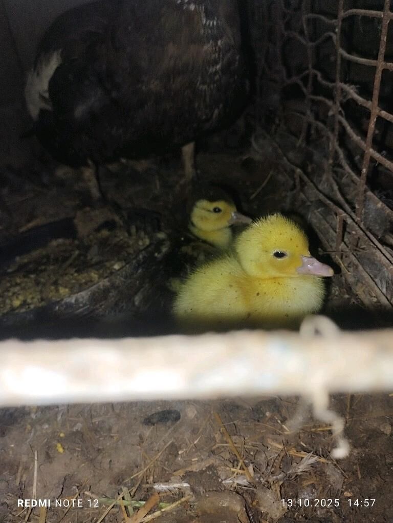 indautka - Mary - img 1