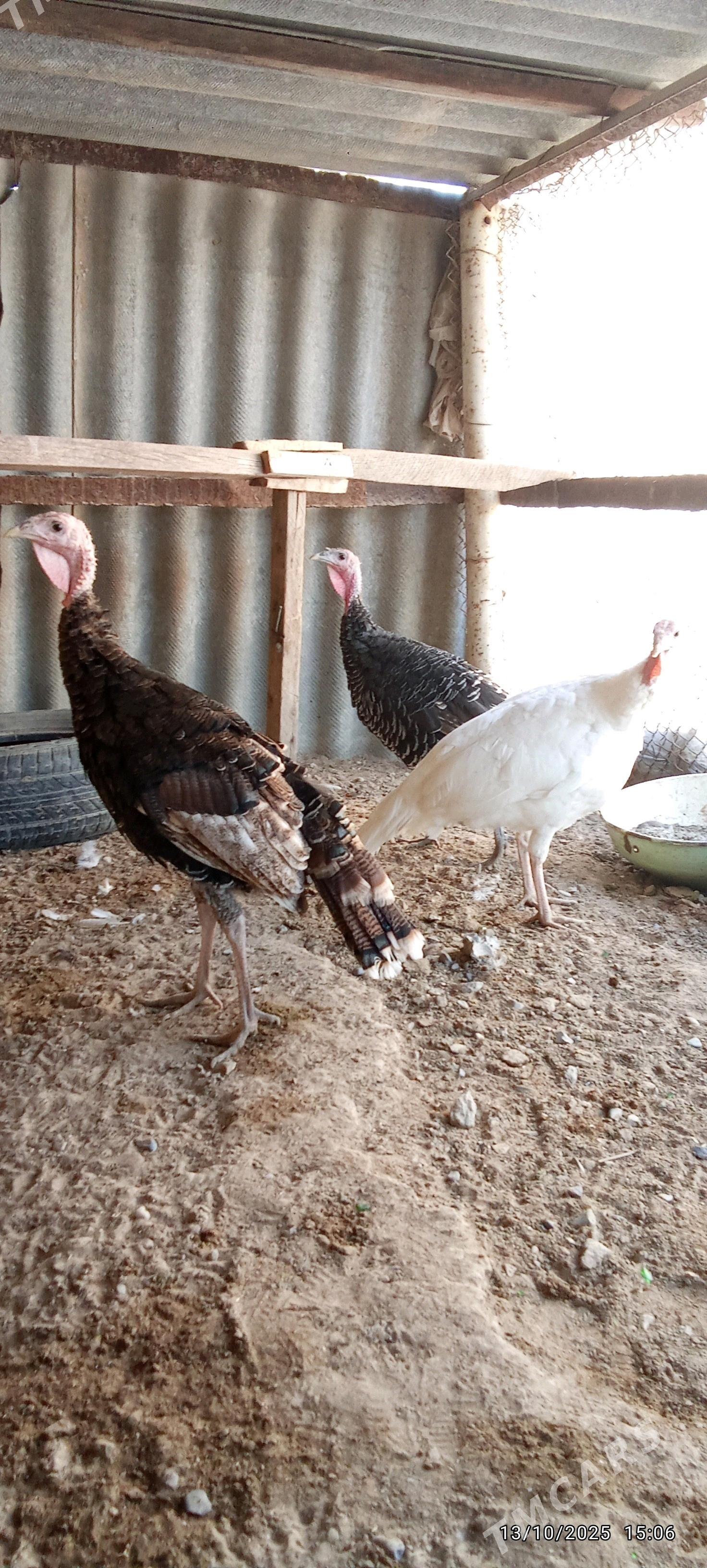 induk - Mary - img 3