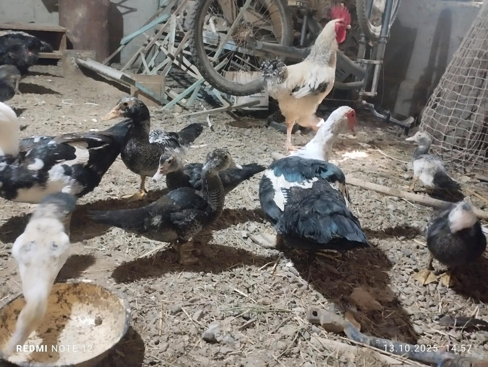 indautka - Mary - img 3