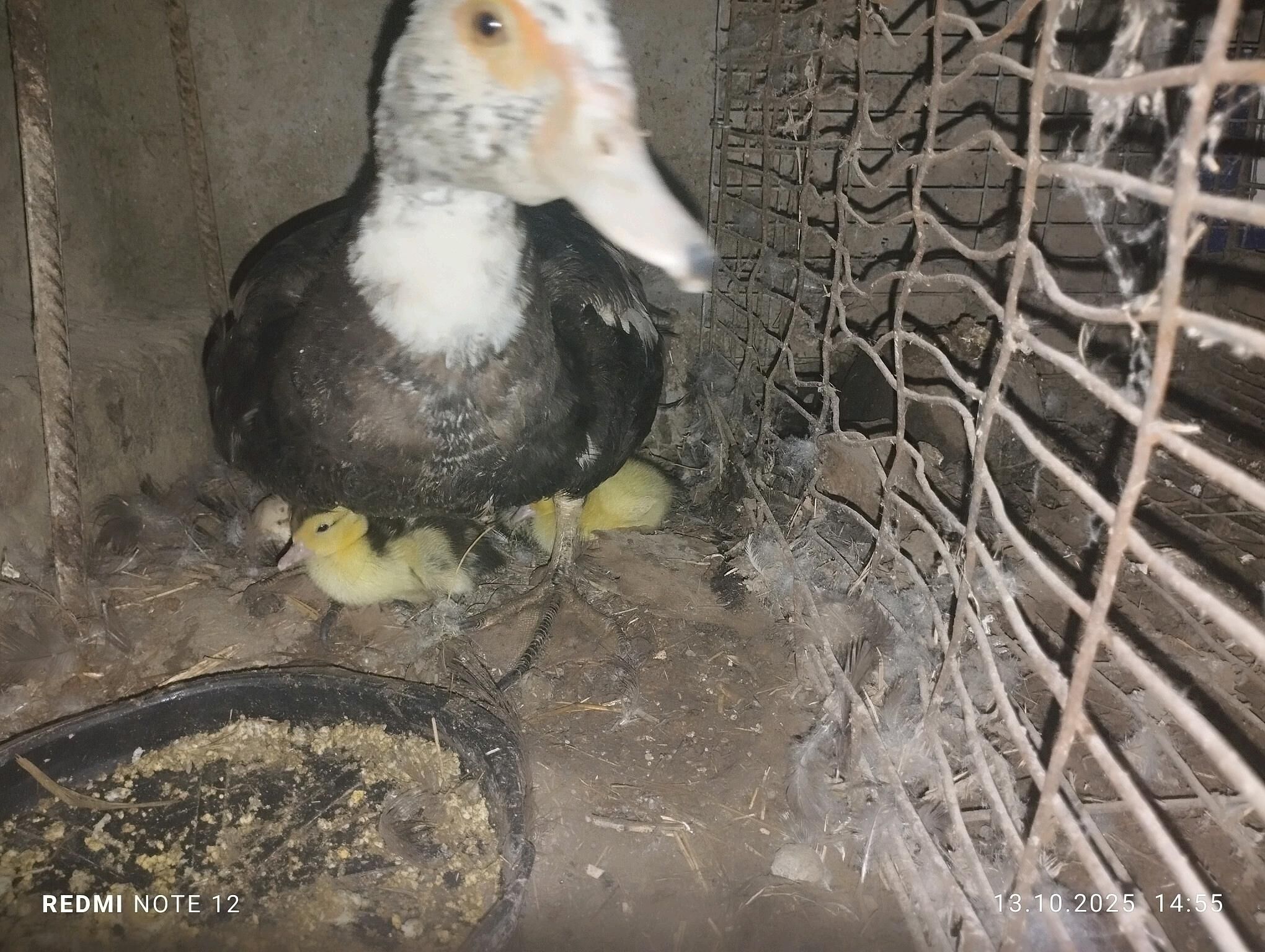 indautka - Mary - img 5