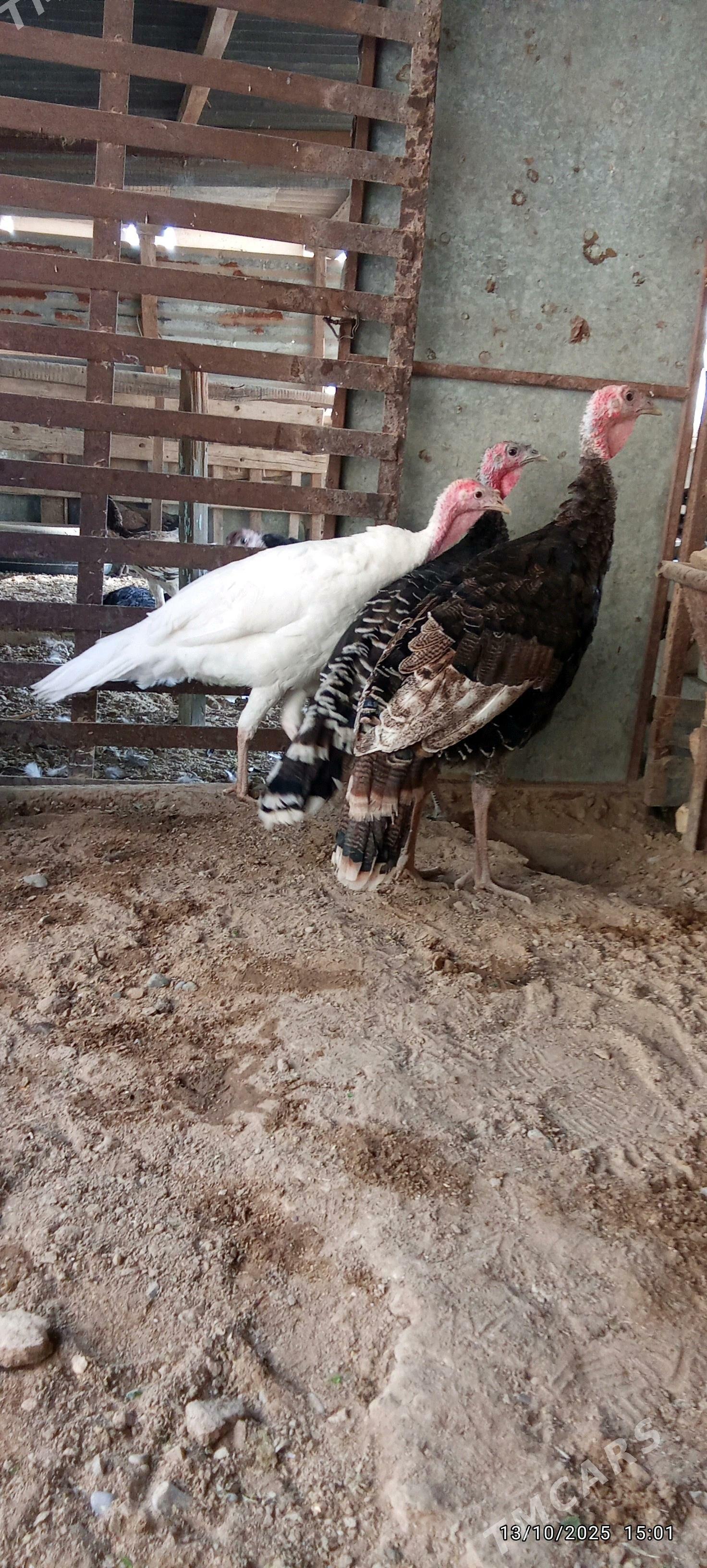 induk - Mary - img 1