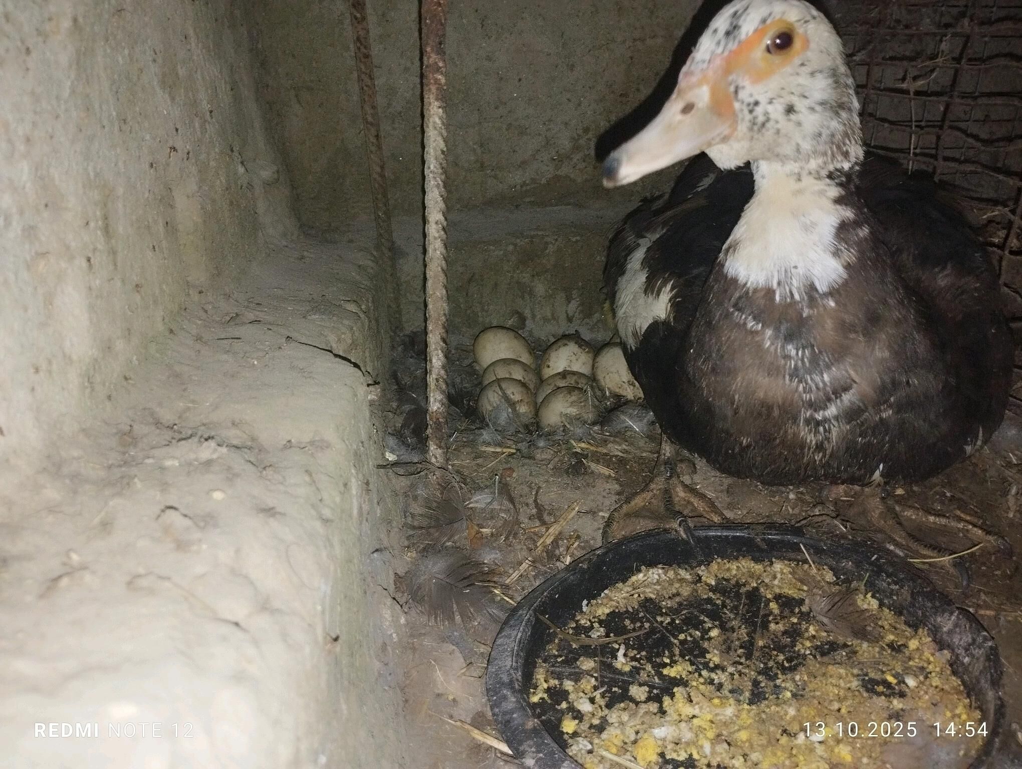 indautka - Mary - img 4