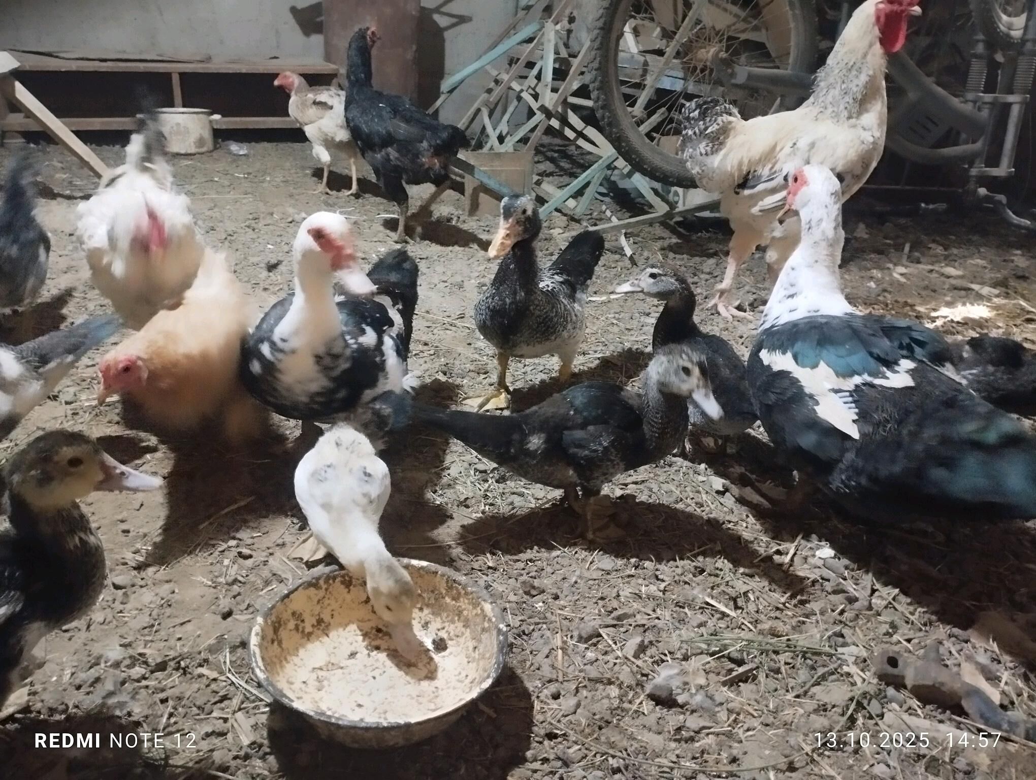 indautka - Mary - img 6