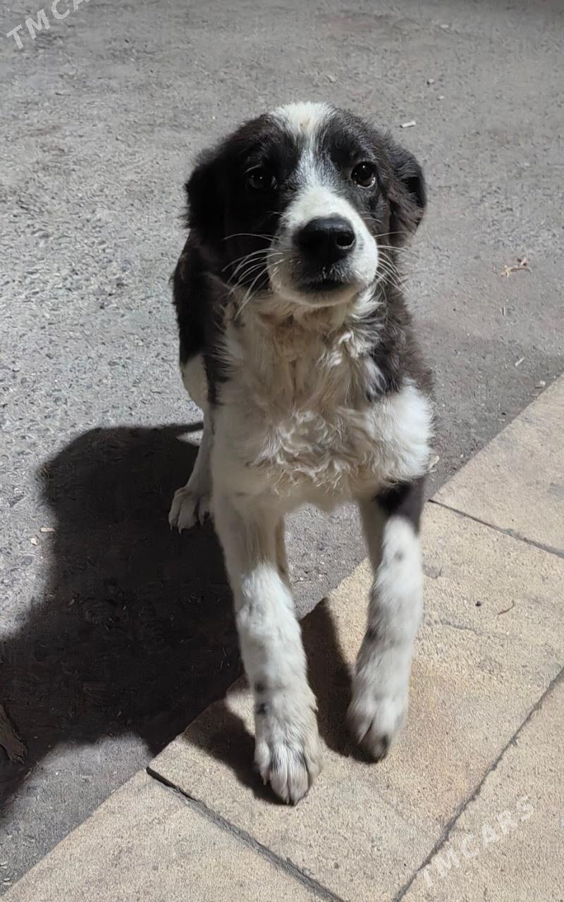 Щенок в добрые руки - Туркменабат - img 2