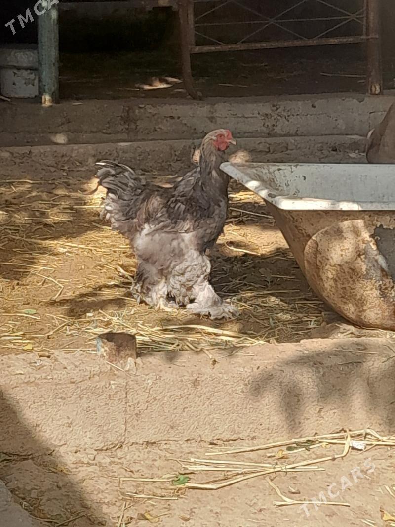 BARAMA - Гёкдепе - img 3