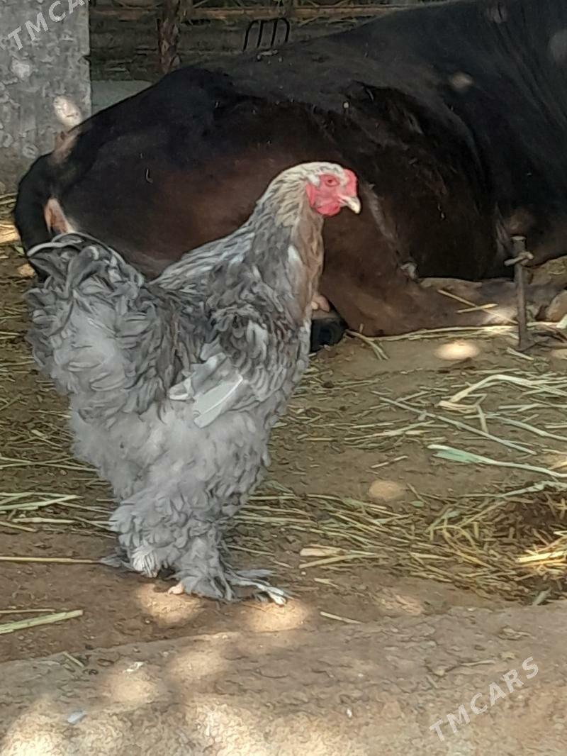 BARAMA - Гёкдепе - img 2