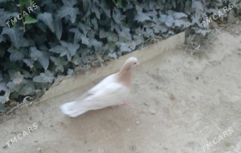 Голубь(самочка) - Ашхабад - img 2