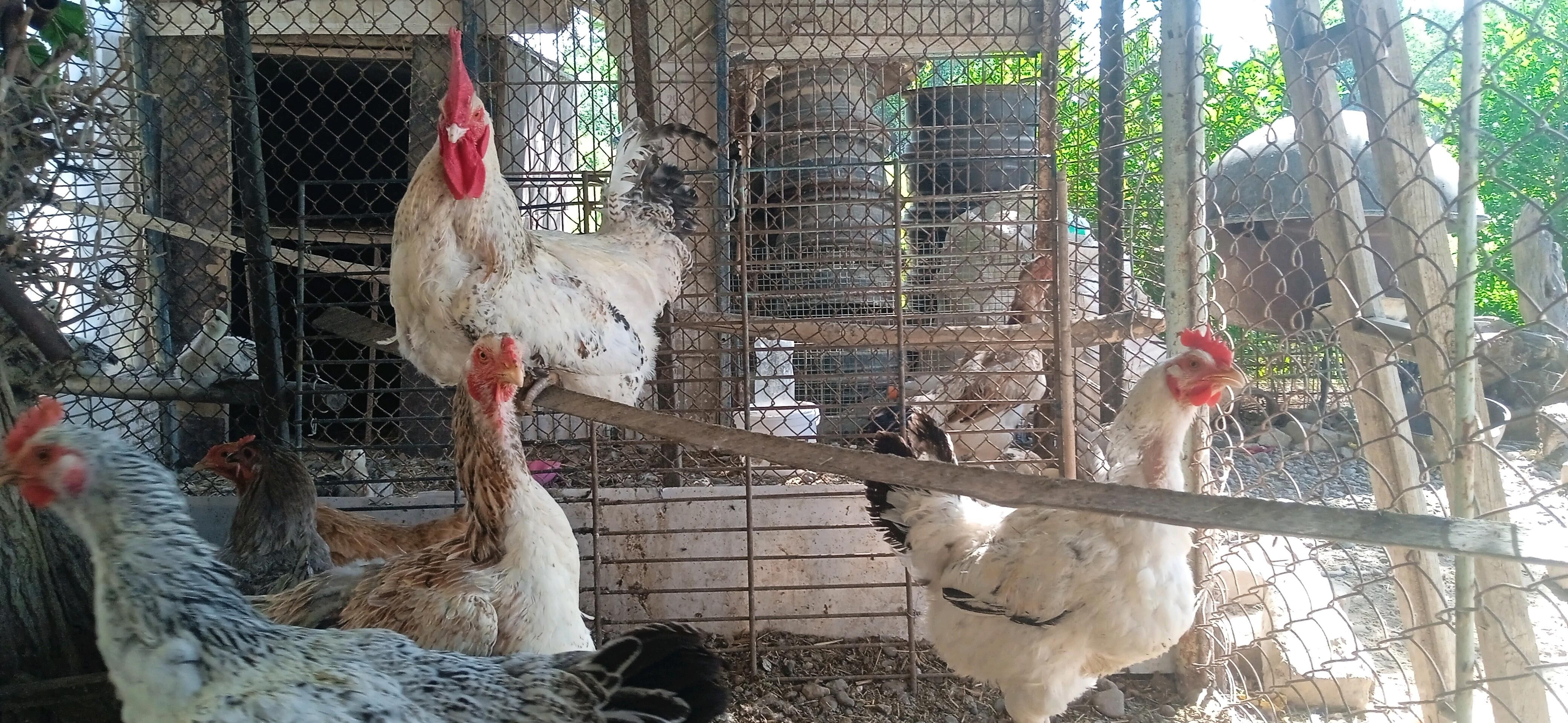 indautka - Mary - img 7