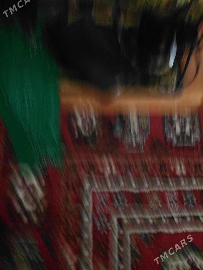 gara kele - Mary - img 2