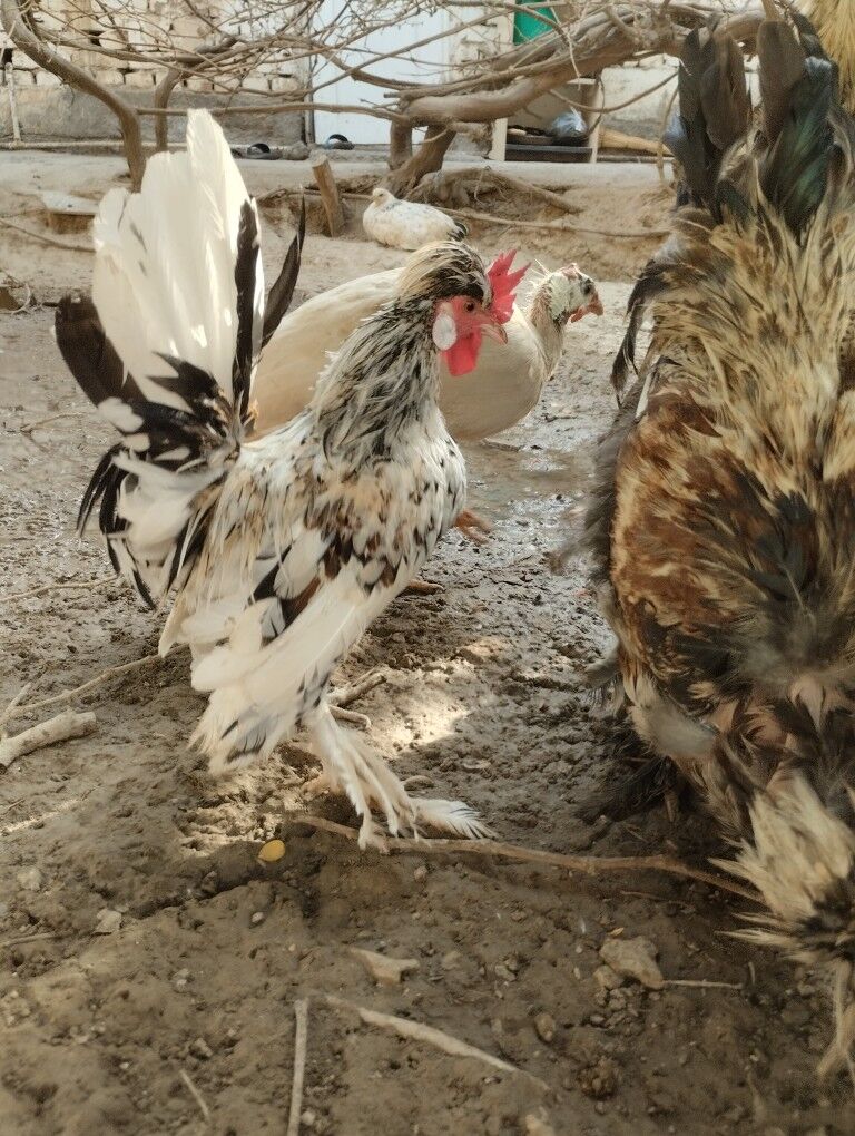 карлик.хораз - Garadamak - img 3