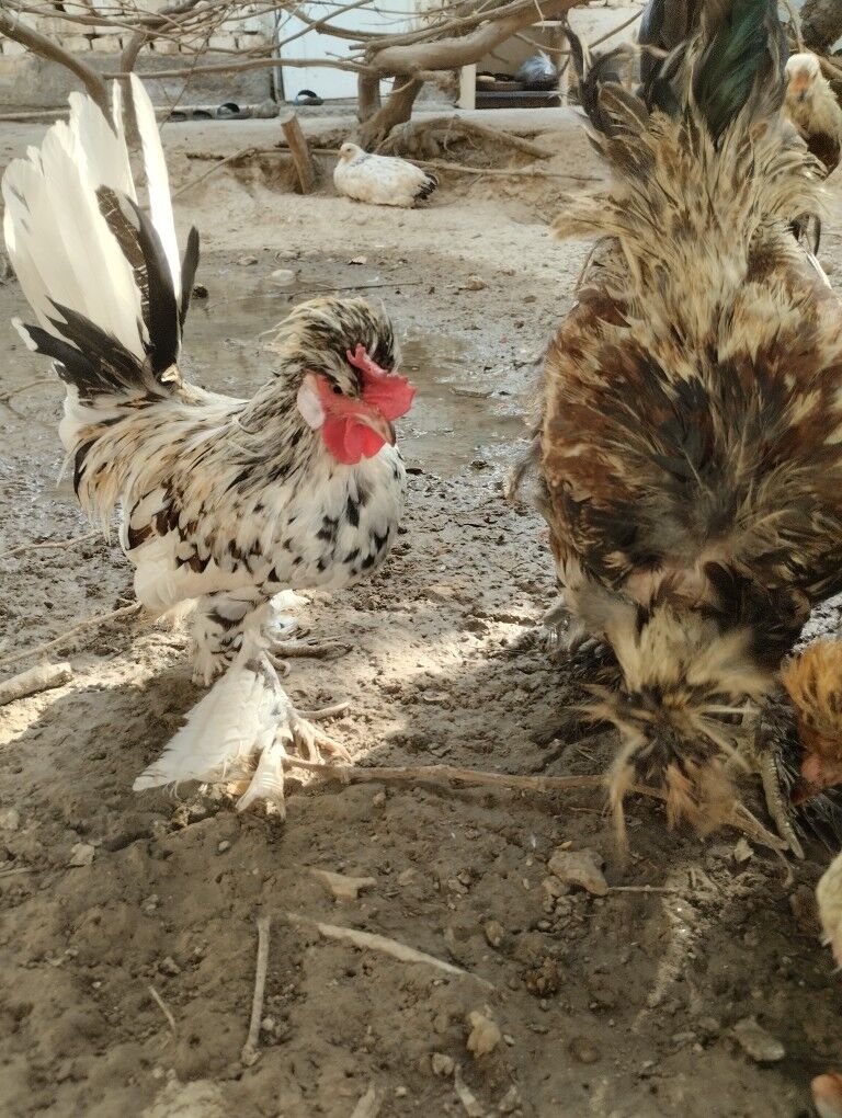 карлик.хораз - Garadamak - img 4