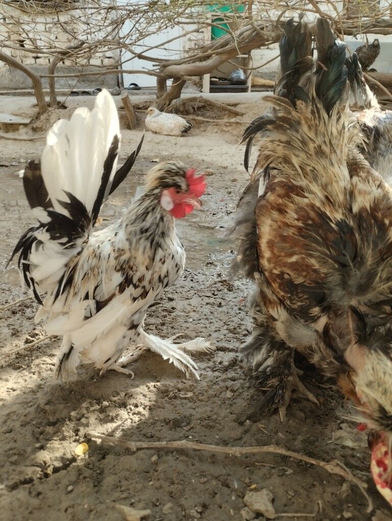 карлик.хораз - Garadamak - img 5