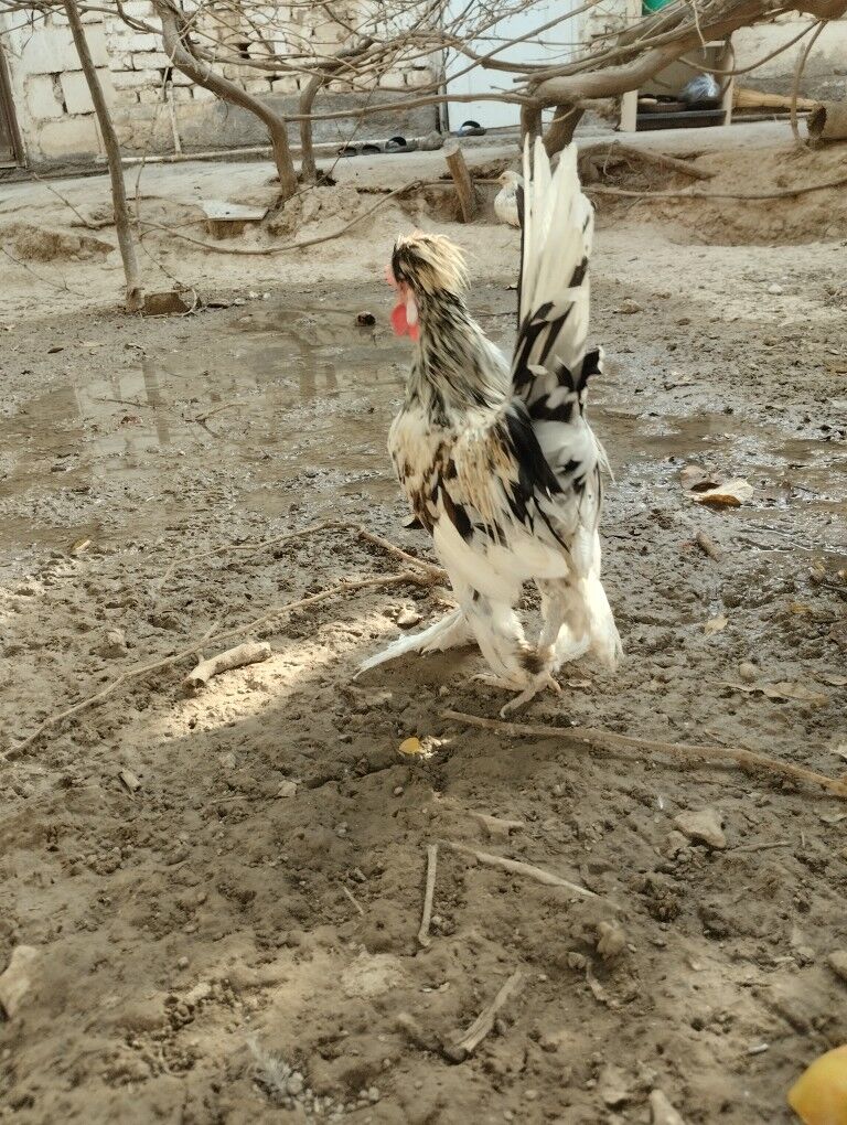 карлик.хораз - Гарадамак - img 1