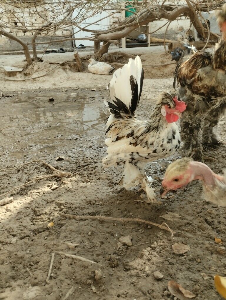 карлик.хораз - Garadamak - img 2