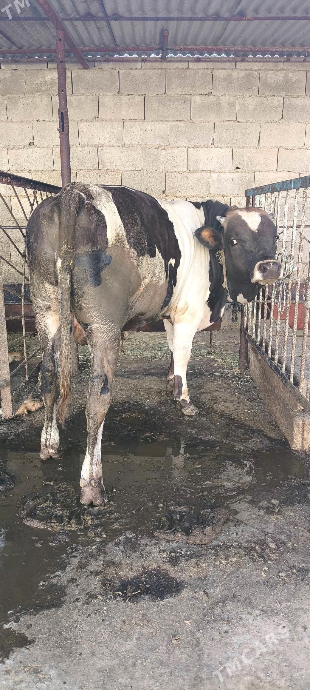 uly okuz - Бахарден - img 1