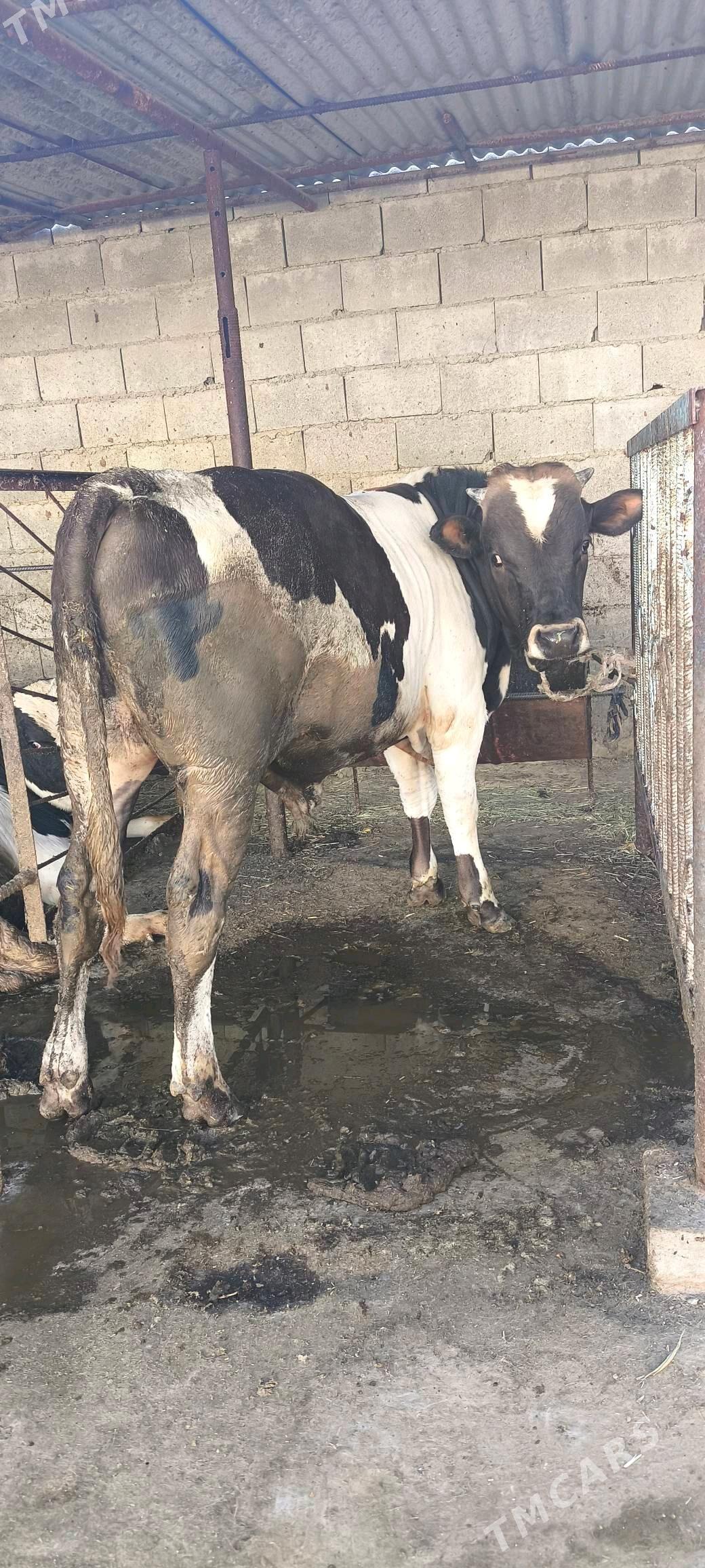 uly okuz - Бахарден - img 2