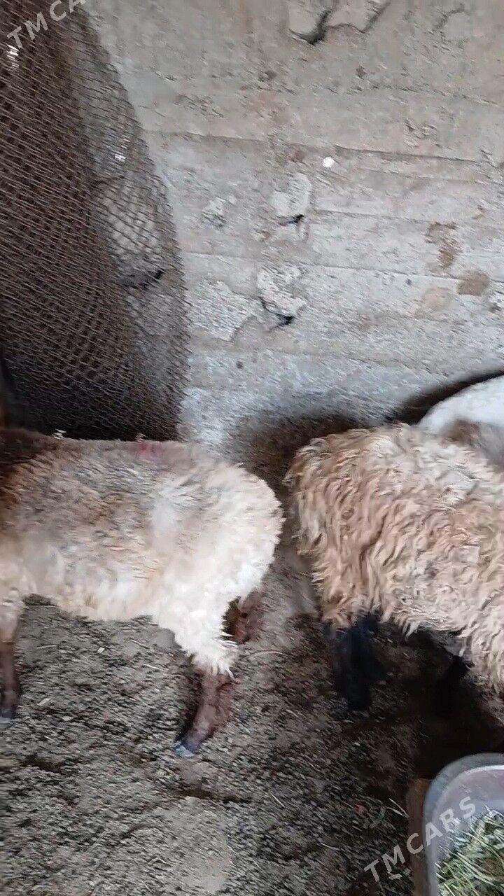 Goyun - Garadamak Şor - img 3