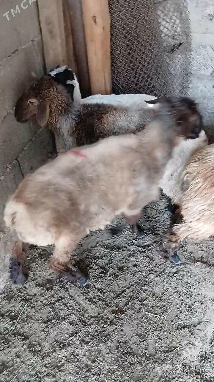 Goyun - Garadamak Şor - img 2