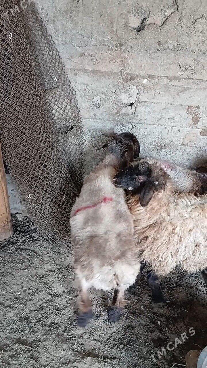 Goyun - Garadamak Şor - img 5