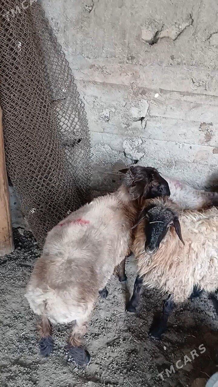 Goyun - Garadamak Şor - img 4