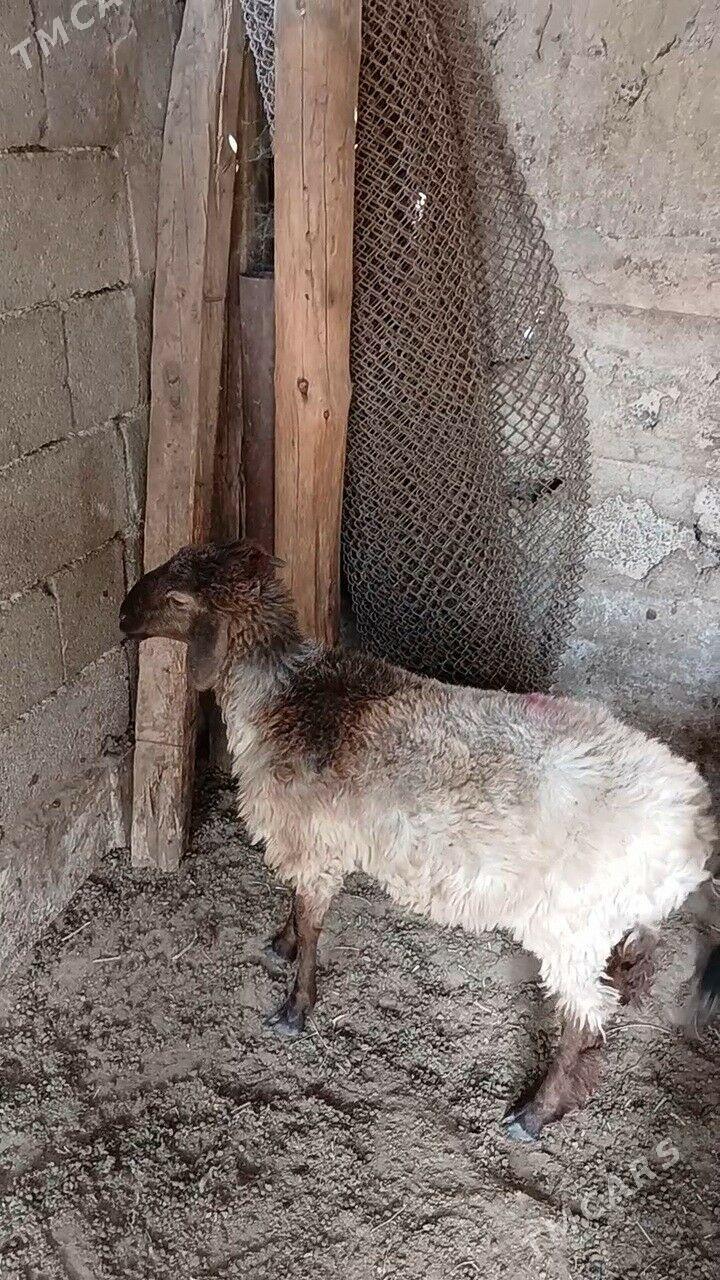 Goyun - Garadamak Şor - img 9