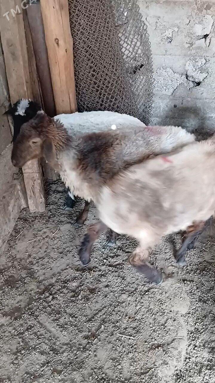 Goyun - Garadamak Şor - img 10