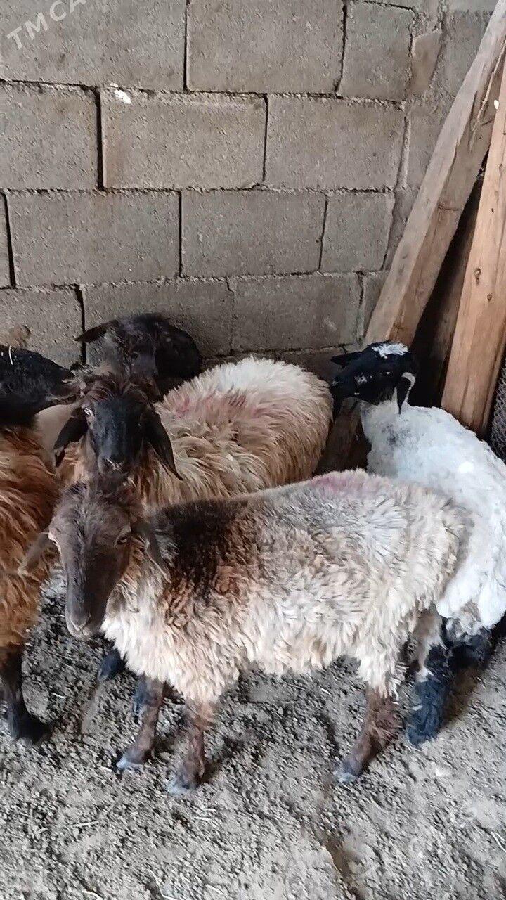 Goyun - Garadamak Şor - img 6