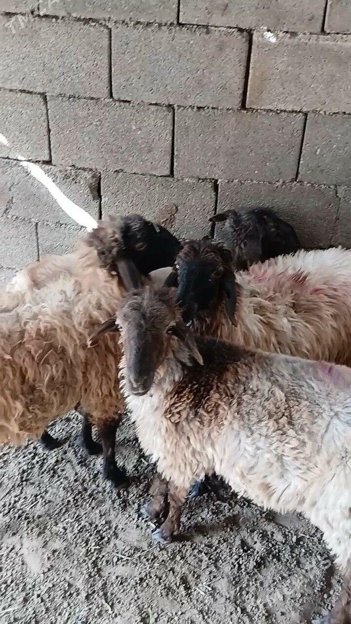 Goyun - Garadamak Şor - img 8