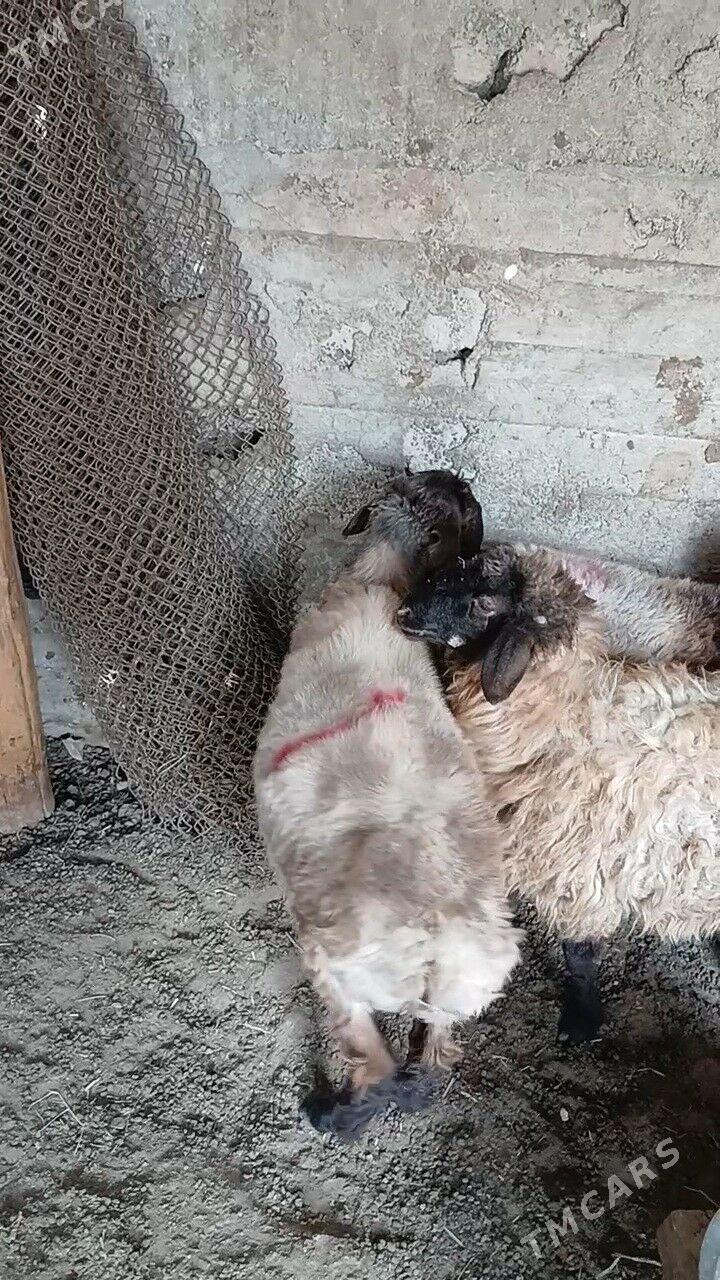 Goyun - Garadamak Şor - img 7