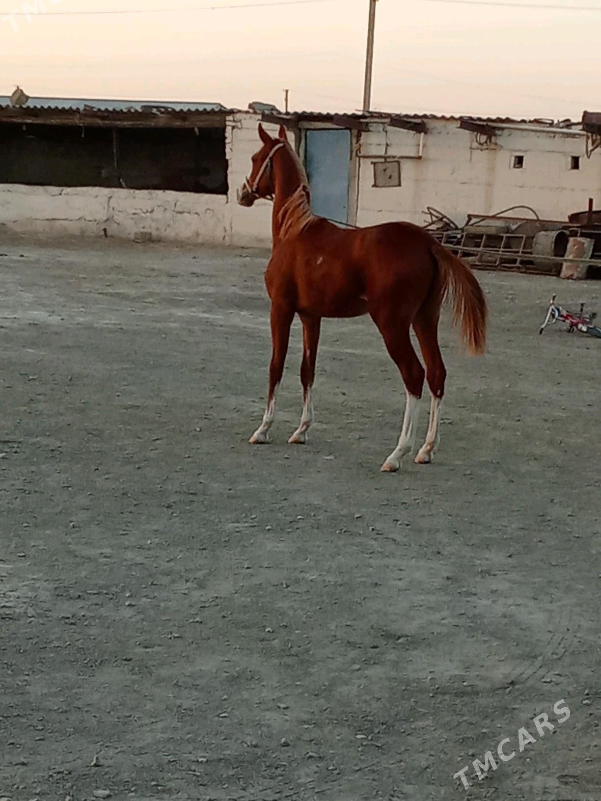 yapak - Bereket - img 1