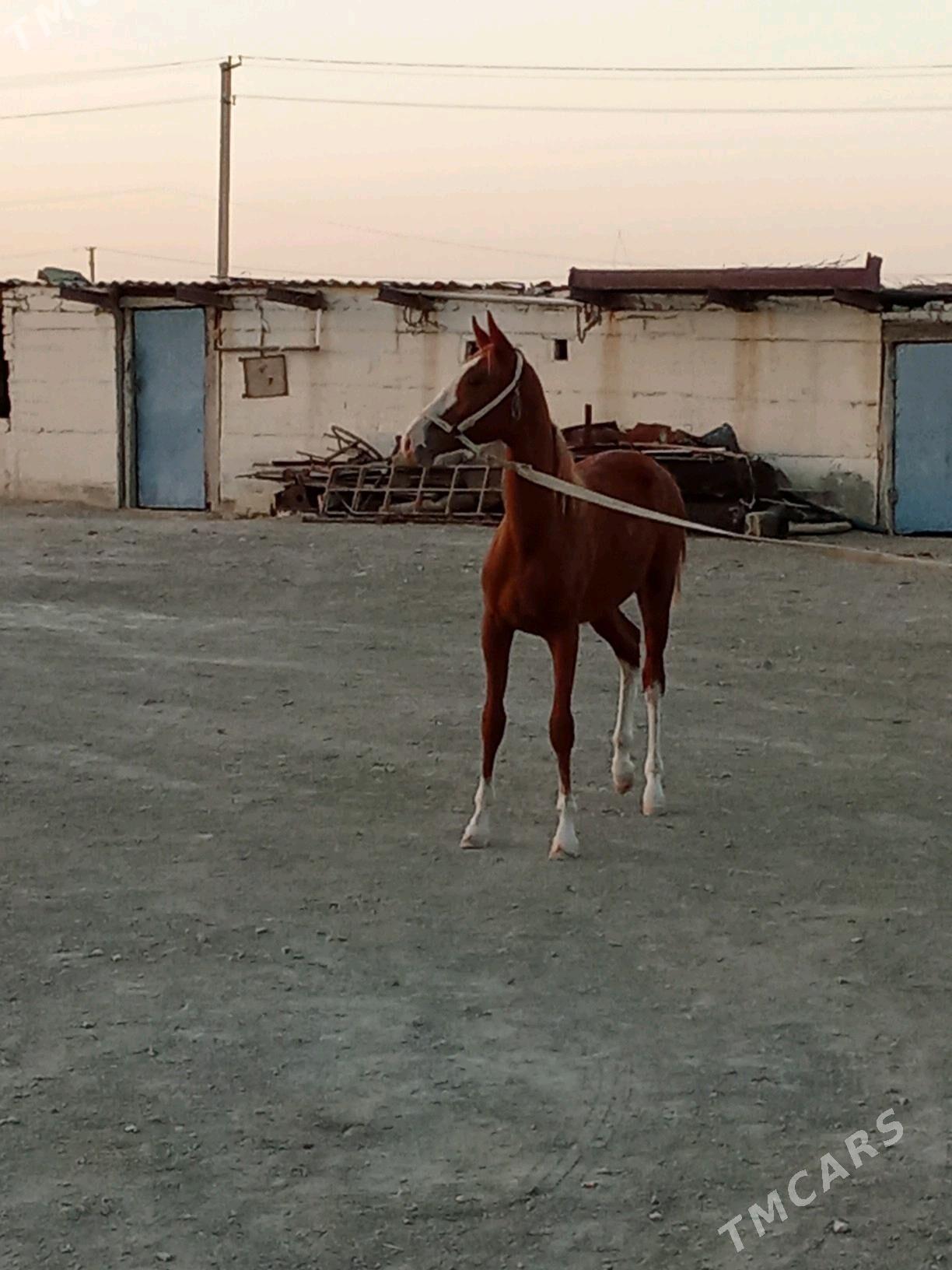 yapak - Bereket - img 2