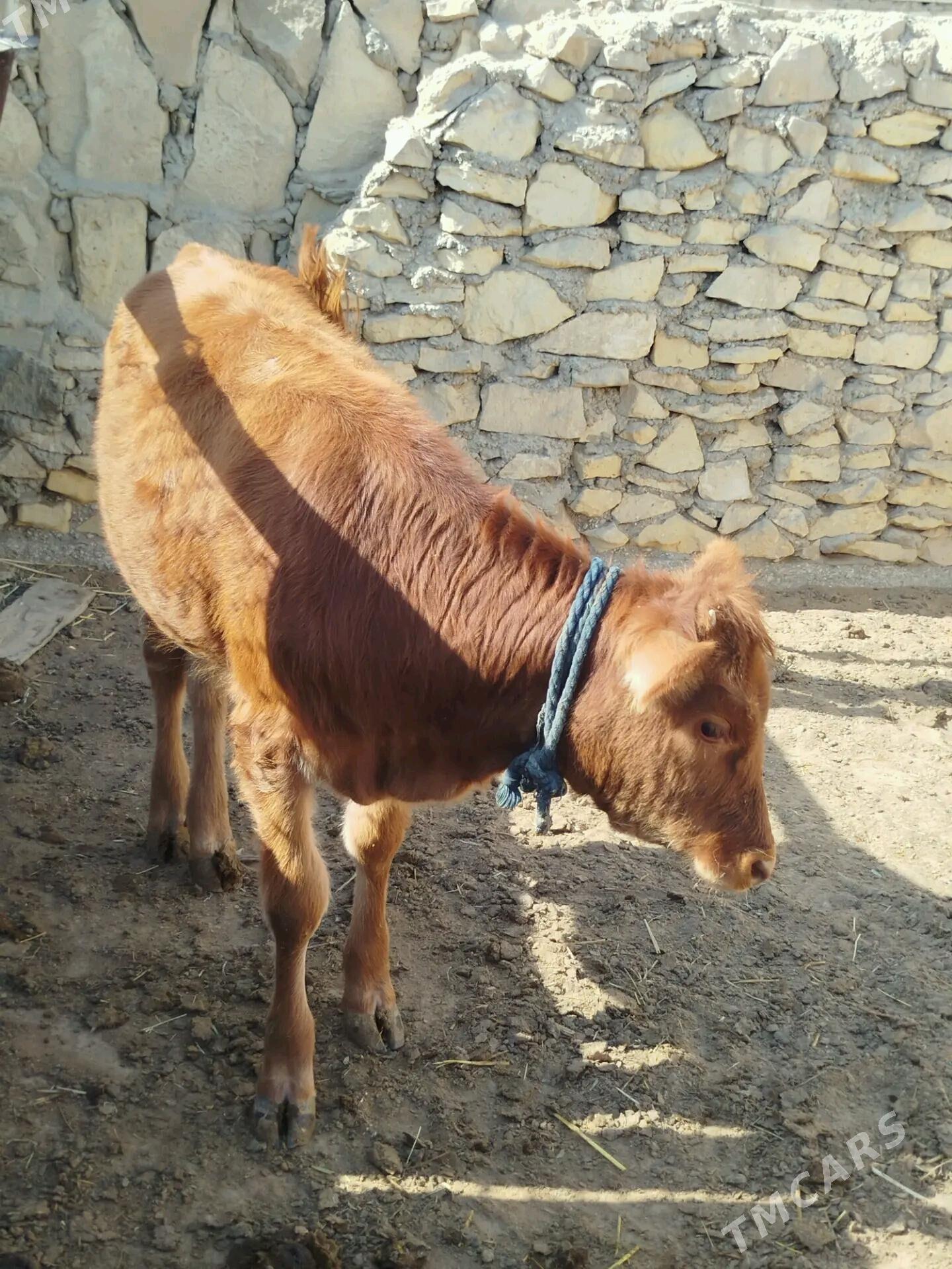 Gaçar - Эсенгулы - img 2