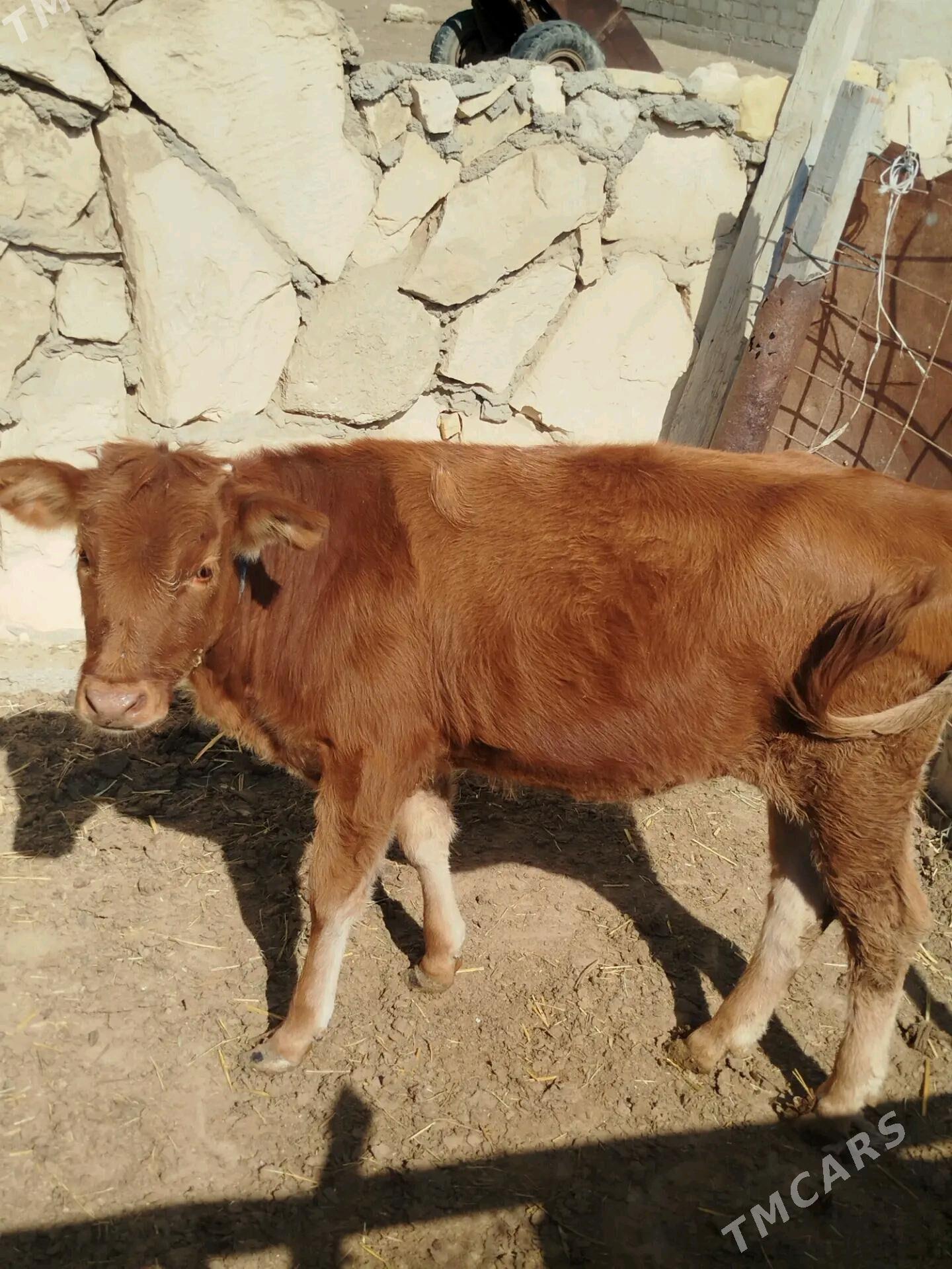 Gaçar - Эсенгулы - img 3