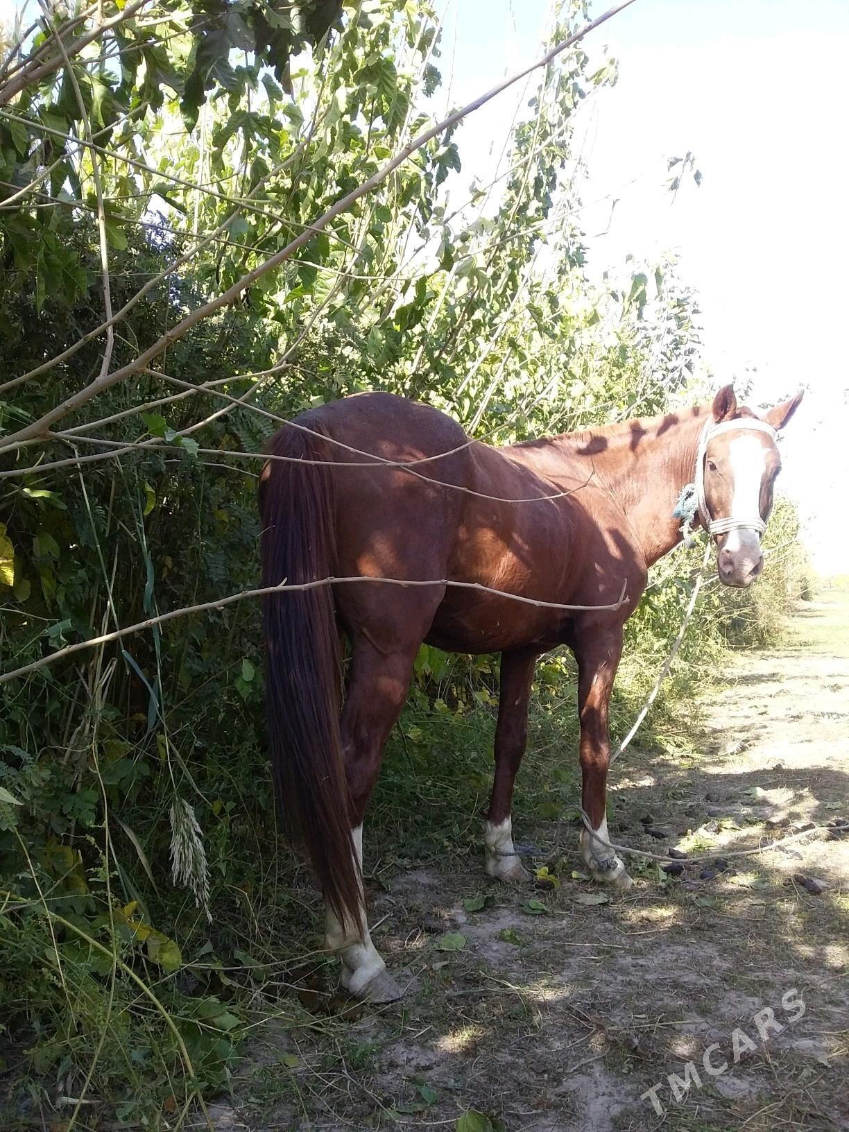 at - Чарджоу - img 2