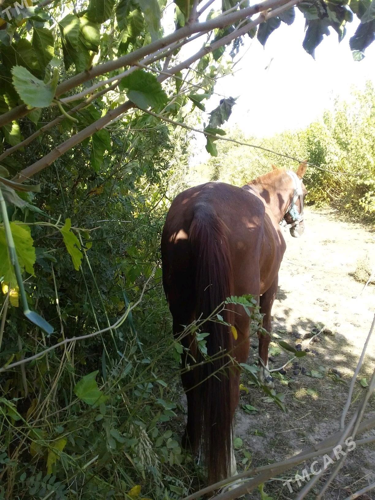 at - Чарджоу - img 4