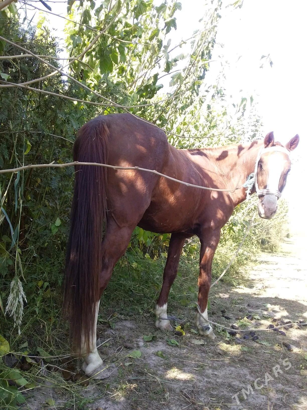 at - Чарджоу - img 3