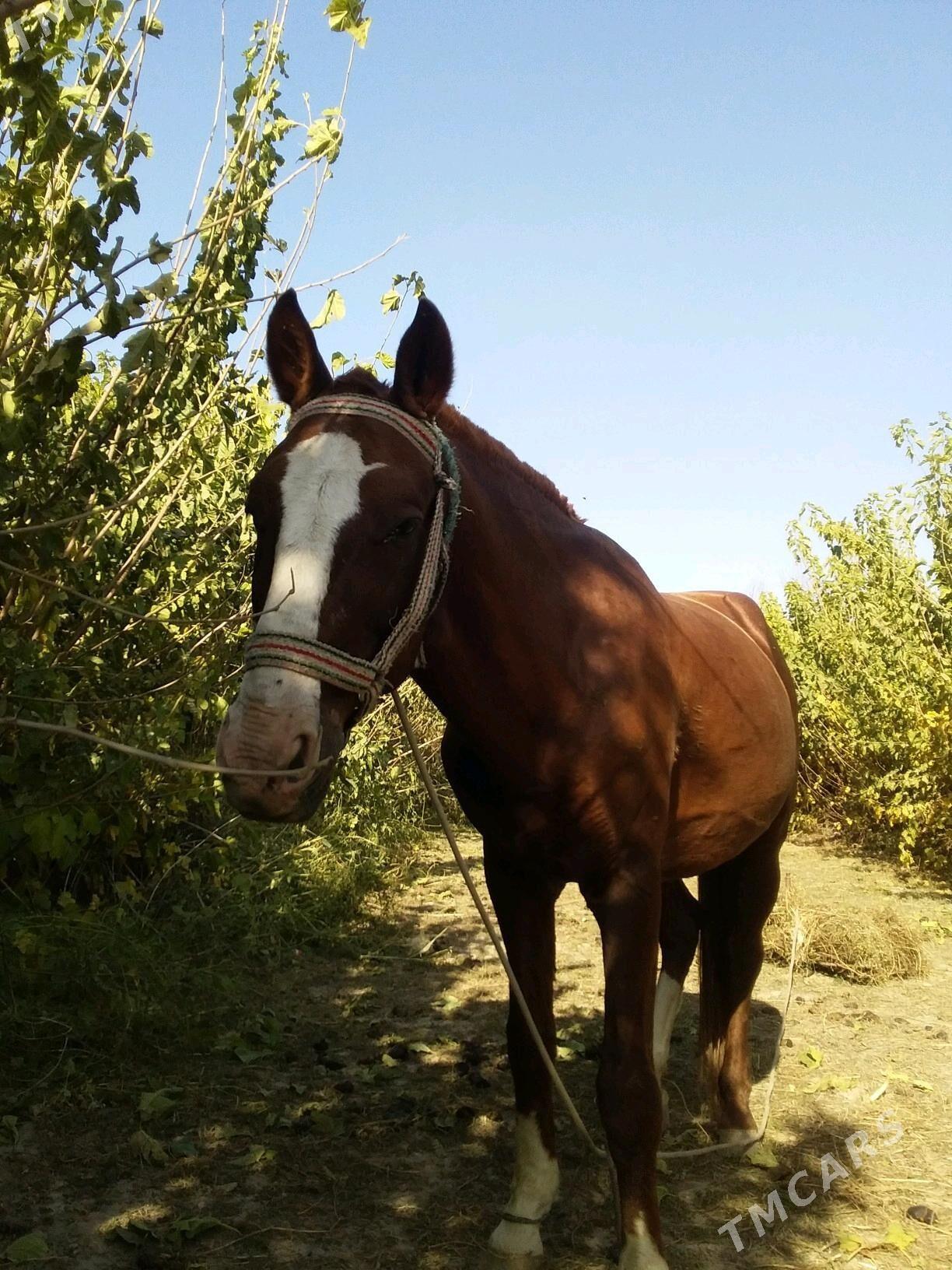 at - Чарджоу - img 5