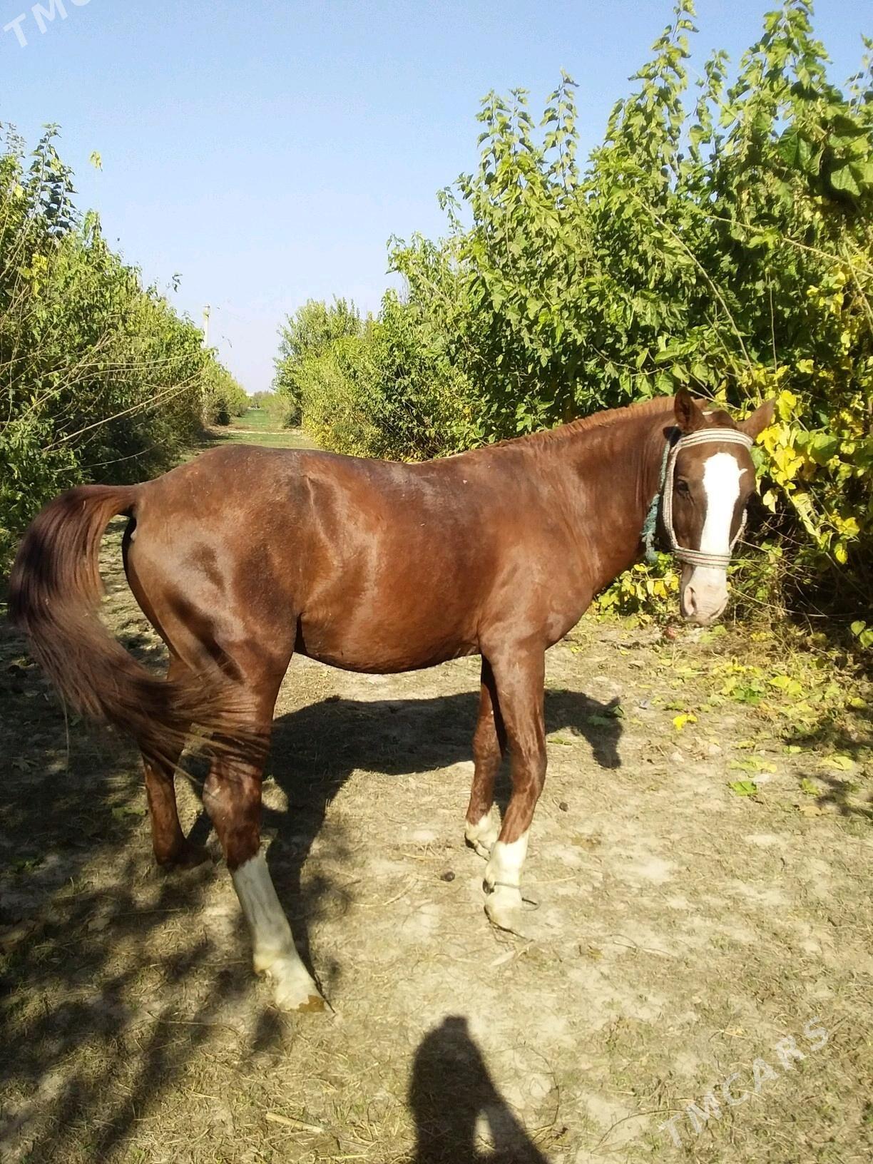 at - Чарджоу - img 6