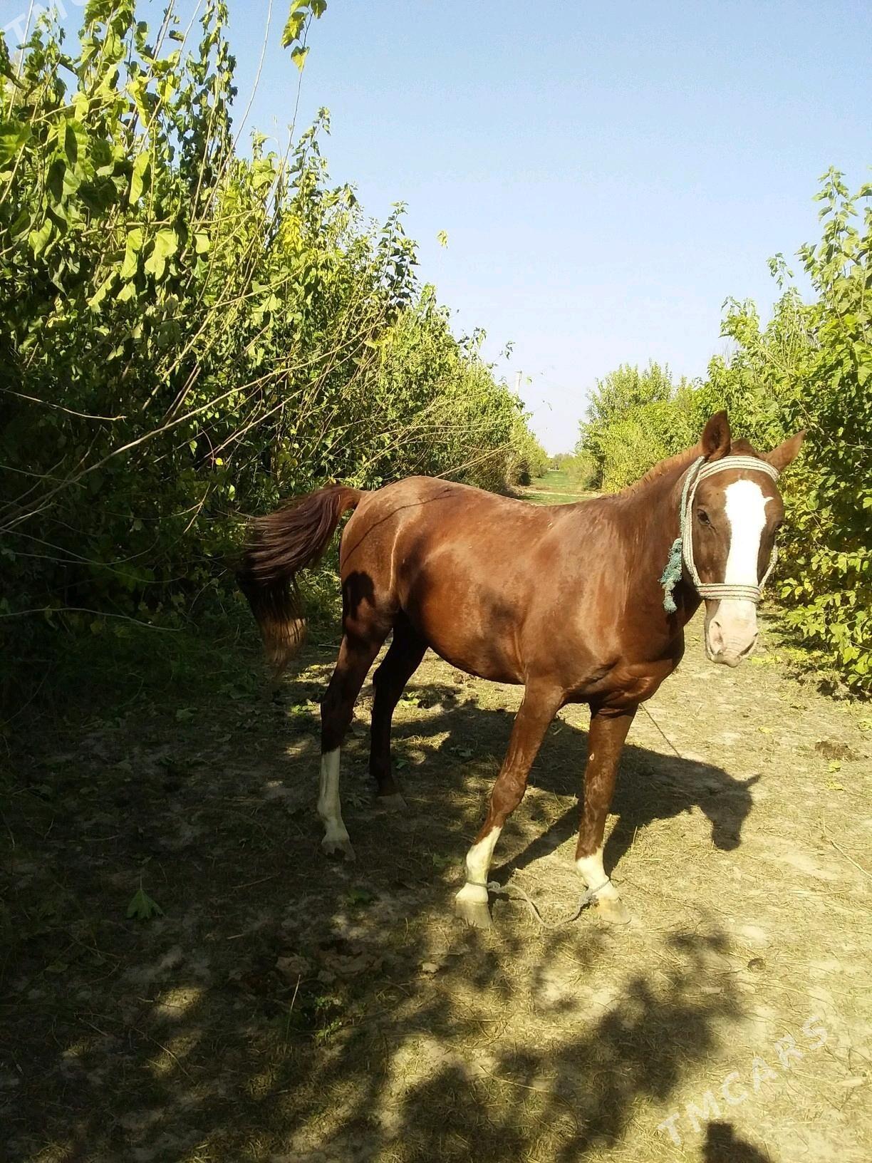 at - Чарджоу - img 7