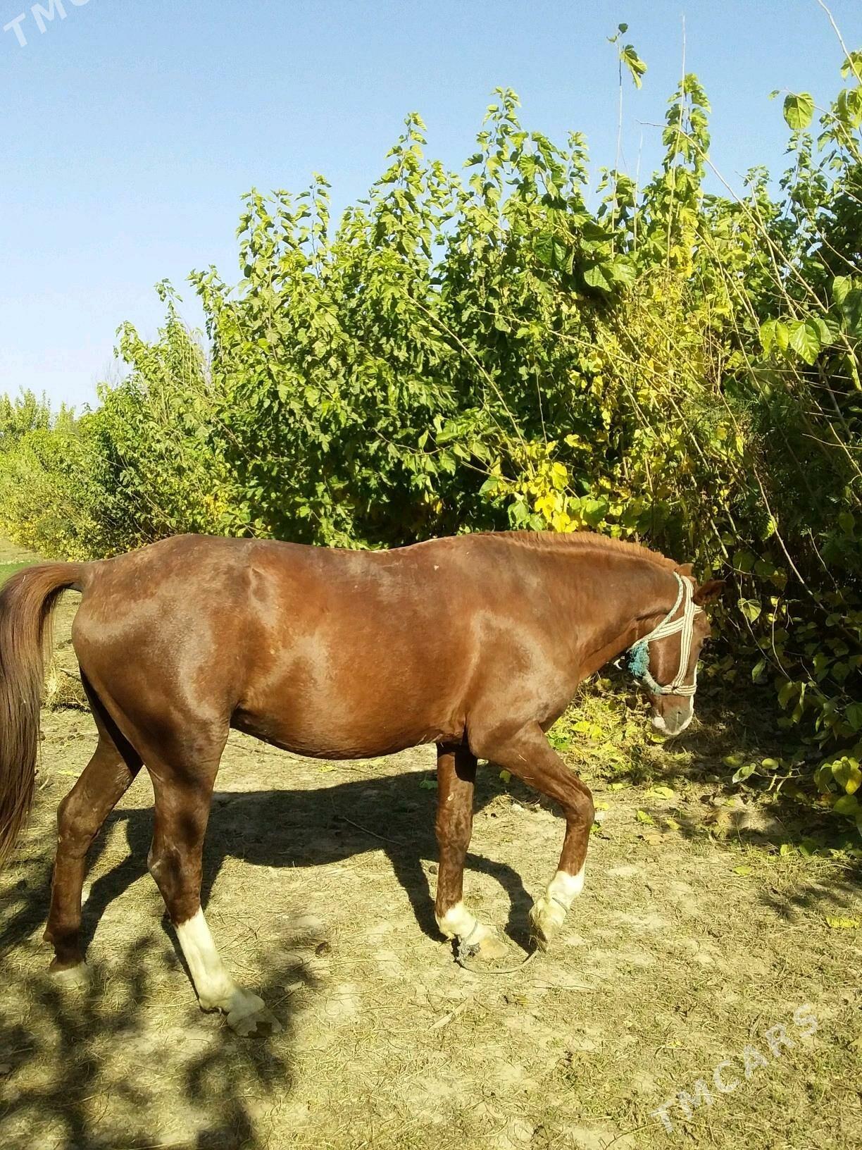 at - Чарджоу - img 8