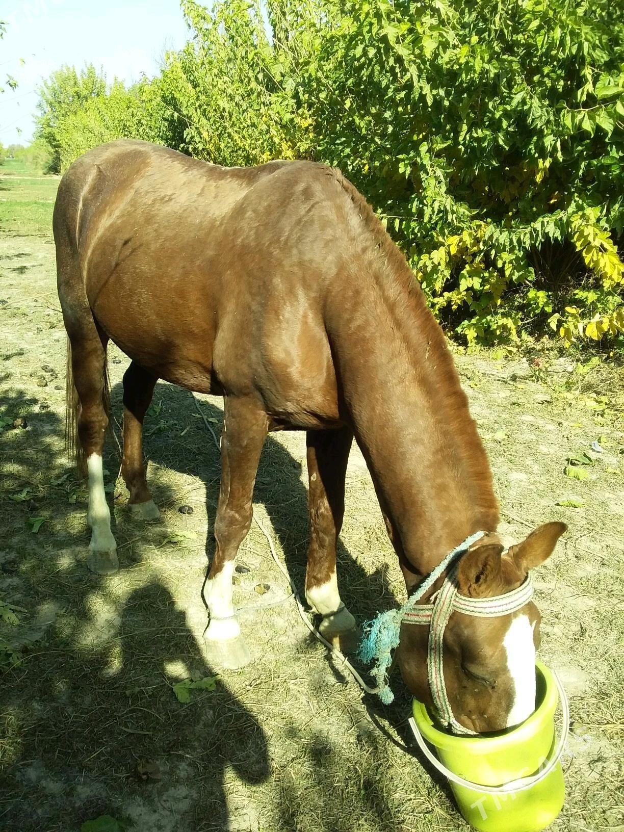 at - Чарджоу - img 9