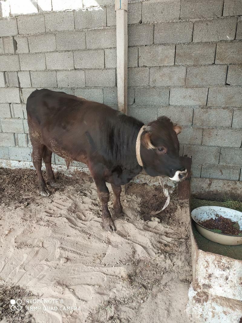 öküzçe - Бузмеин - img 2